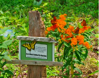 Benefit of Butterfly Gardens