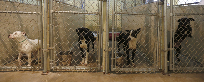 The Dark Truth Behind Animal Shelters