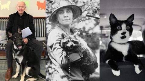 Top Presidential First Pets of the White House