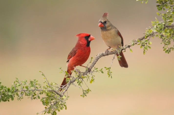 The Magic of Migration